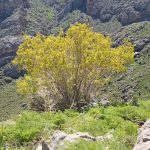 دانلود آهنگ ترکی برف باشم و در قله های کوه ها سیر کنم