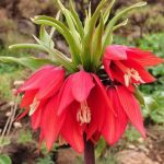 دانلود آهنگ بخند بروی دنیا دنیا بروت بخنده