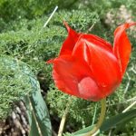 دانلود آهنگ گور بابای غم من میرسم به چیزی که لایقم