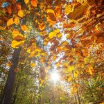 دانلود آهنگ دوست دارم پارتی دوست دارم خرید