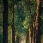 دانلود آهنگ مثل باد سرد پاییز غم لعنتی به من زد