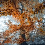 دانلود آهنگ تیش تیش تیش گرفته این دل که آتیش گرفته