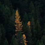 دانلود آهنگ آی جیزه جیزه لمس خصوصی جیزه