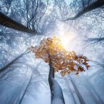 دانلود آهنگ خارجی به این درخت نگاه کن