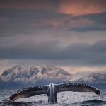 دانلود آهنگ آ شب یلدا شب عشق و شب شور و ترانه