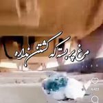 دانلود آهنگ مرغه پر بسته که کشتن نداره