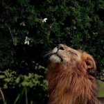 دانلود آهنگ هنوز یار تو هستم حالیتم نیست