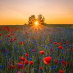 دانلود آهنگ دوباره تابستونه این شبارو نمیمونیم خونه