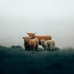 دانلود آهنگ ترکی گاچا گاچا دالنجا