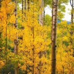 دانلود آهنگ واس ما نکن اولدوروم بولدوروم چون حاجی من