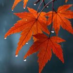 دانلود آهنگ از فاطمه به داداشم فاطمه داداش چطوری دانلود آهنگ از فاطمه به داداشم فاطمه داداش چطوری