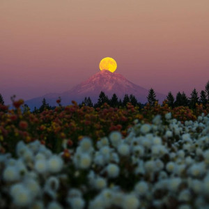 دانلود آهنگ پرورش سوسن با سوسن پرور کامل 320 1 Parvarshe Sosan