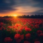 دانلود آهنگ فصل سبز عشقمون چه زود خزون شد Mp3 اصلی