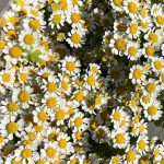 دانلود آهنگ خیلی وقته دختری را میبینم کنار دریا Mp3 اصلی