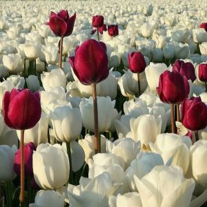 دانلود آهنگ پیرهن گلی و گلی تو به تن داری Mp3 1 Pirhan Goli